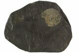 Dactylioceras Ammonite Fossil - Posidonia Shale, Germany #100271-1